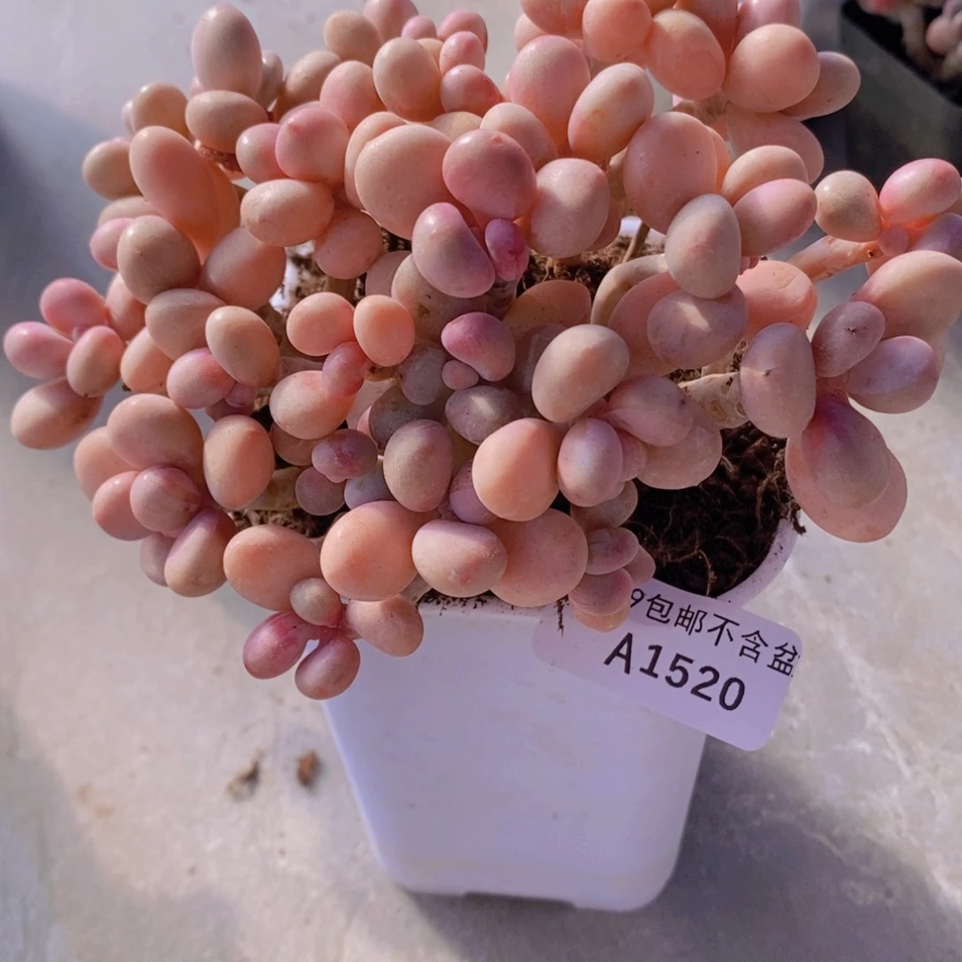 糖果桃蛋老桩有砍13cm1520多肉植物