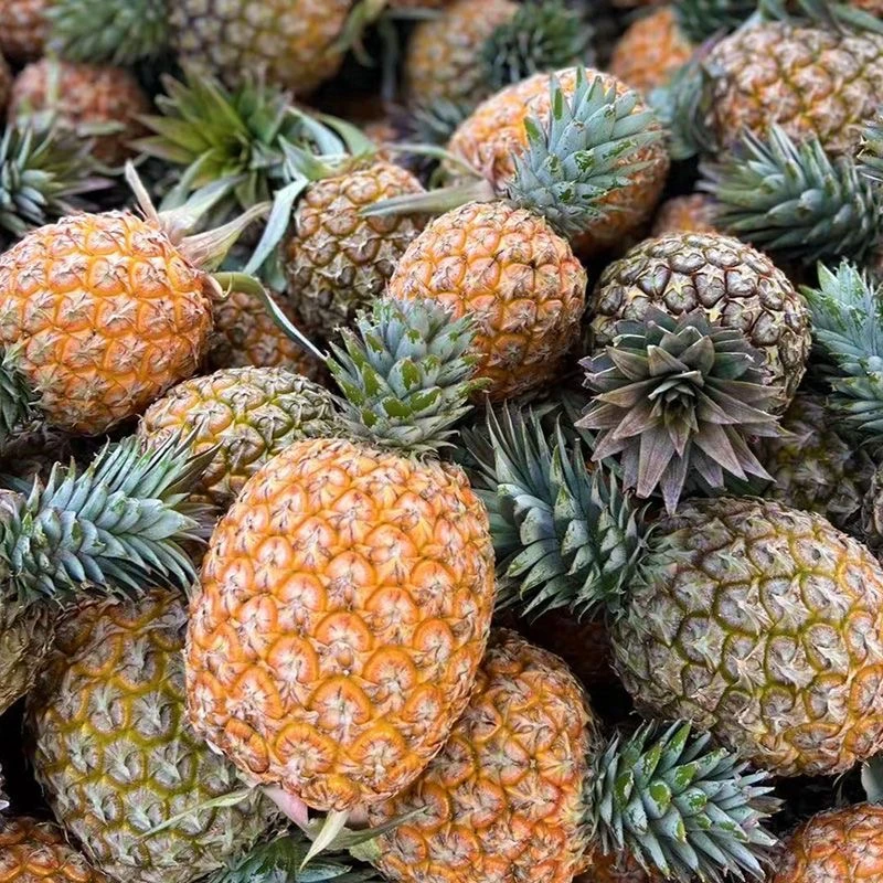 【顺丰包邮】芒果凤梨自带芒果风味香味浓郁正宗海南芒果凤梨