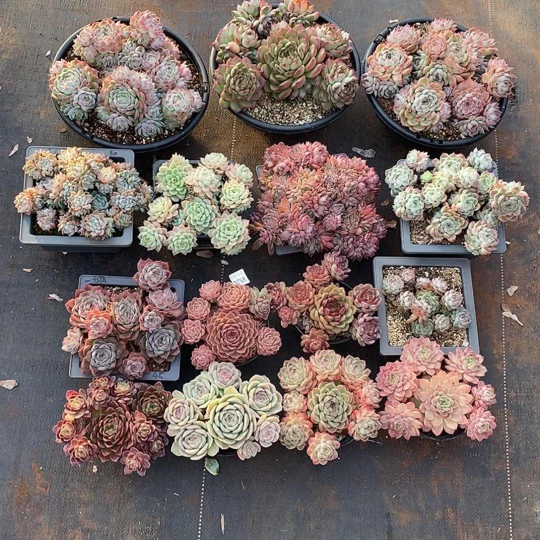 一***了3798，15颗，12盆带盆发