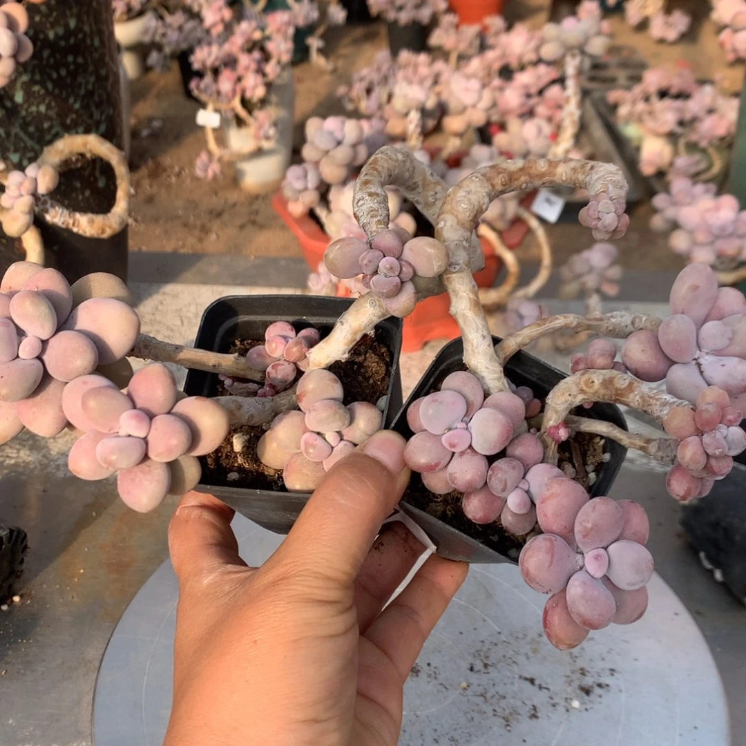 桃蛋老桩不带盆30号