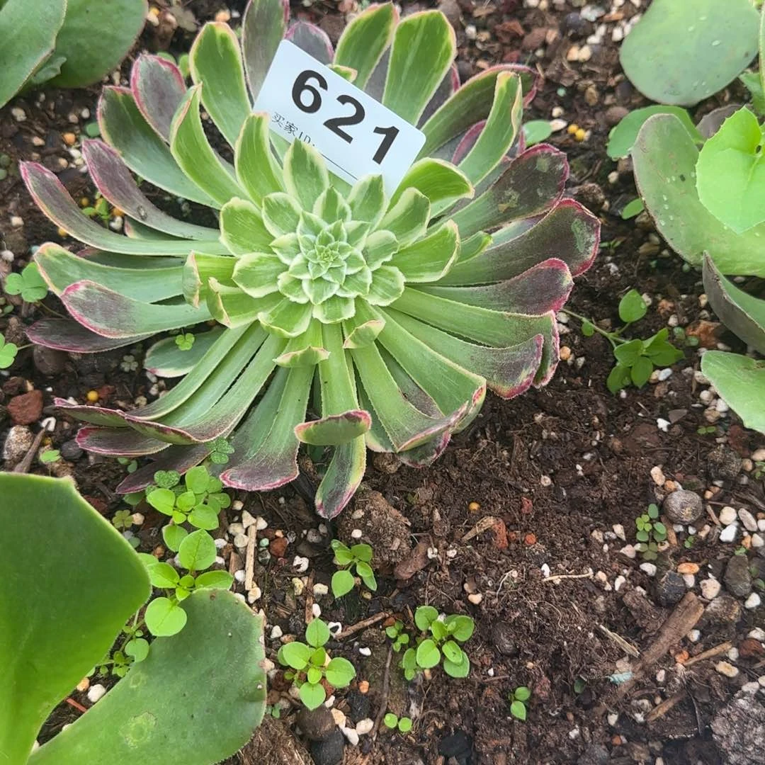 精品多肉植物0621
