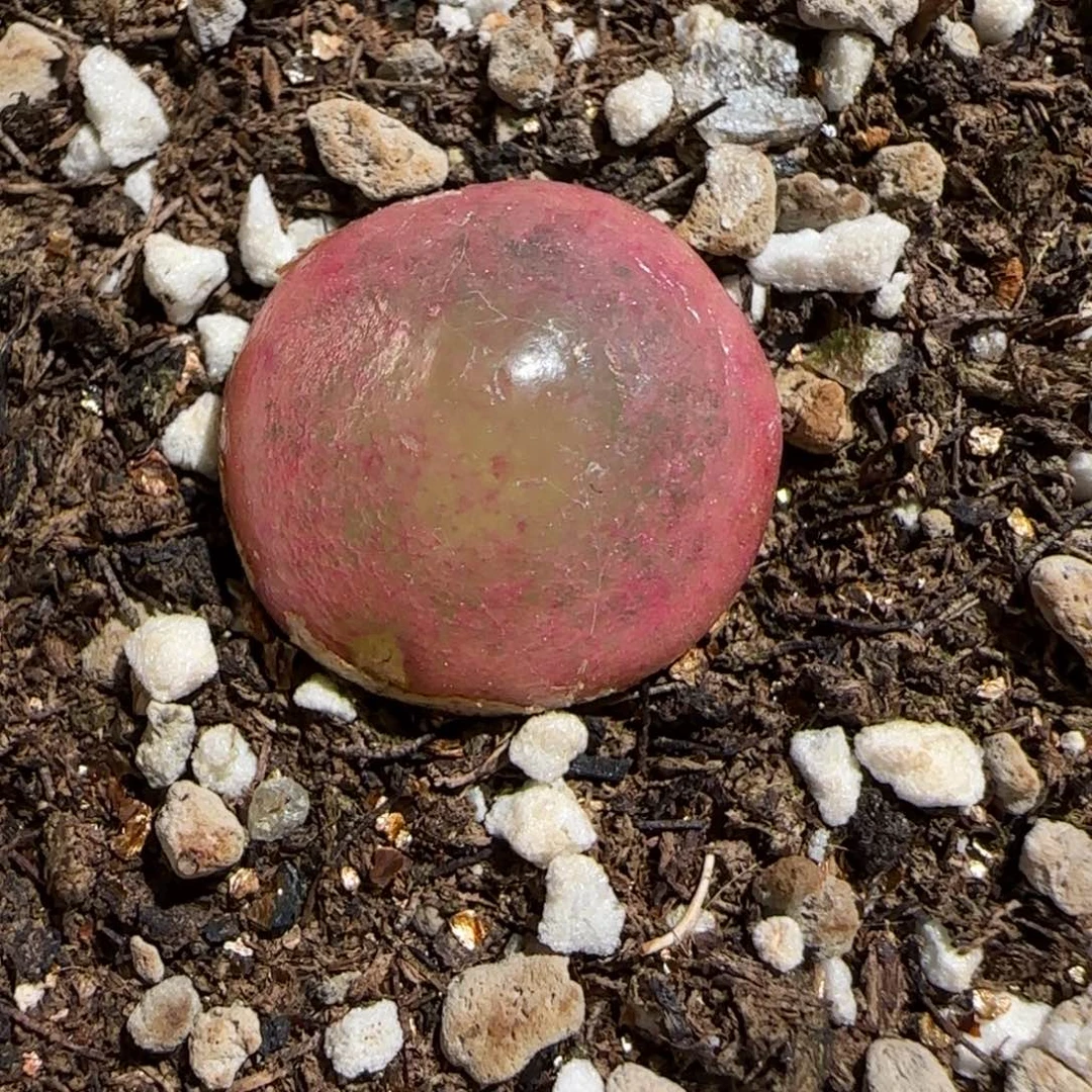 肉锥多肉植物组合-灯泡1630