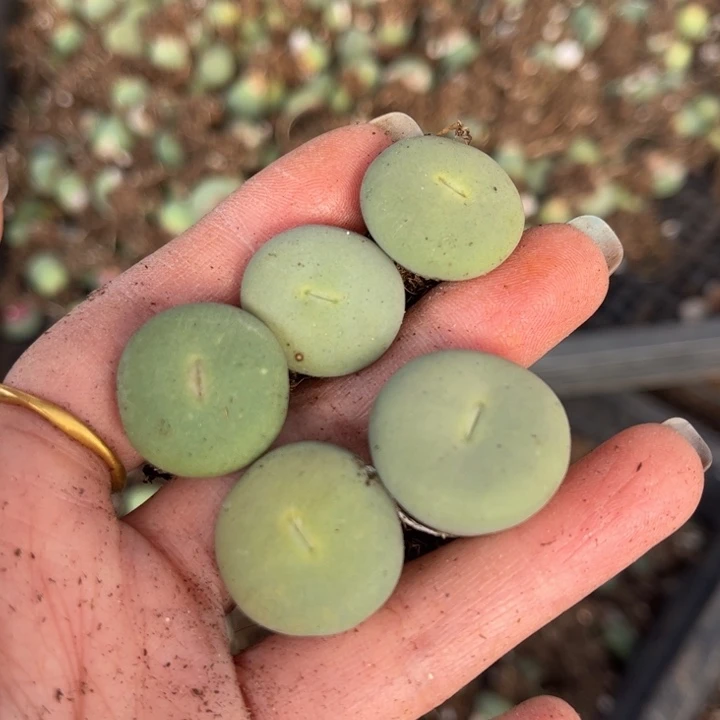 五颗小红嘴88888888888