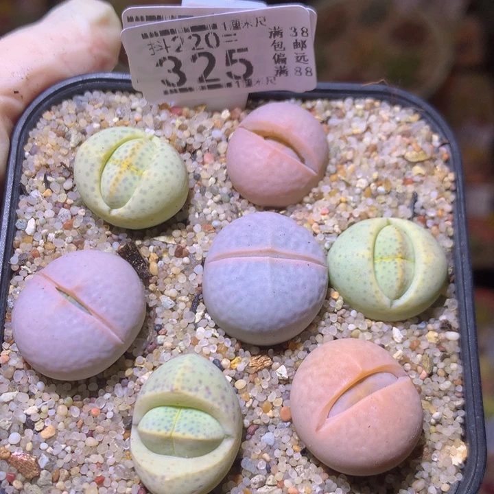 精品生石花220.325