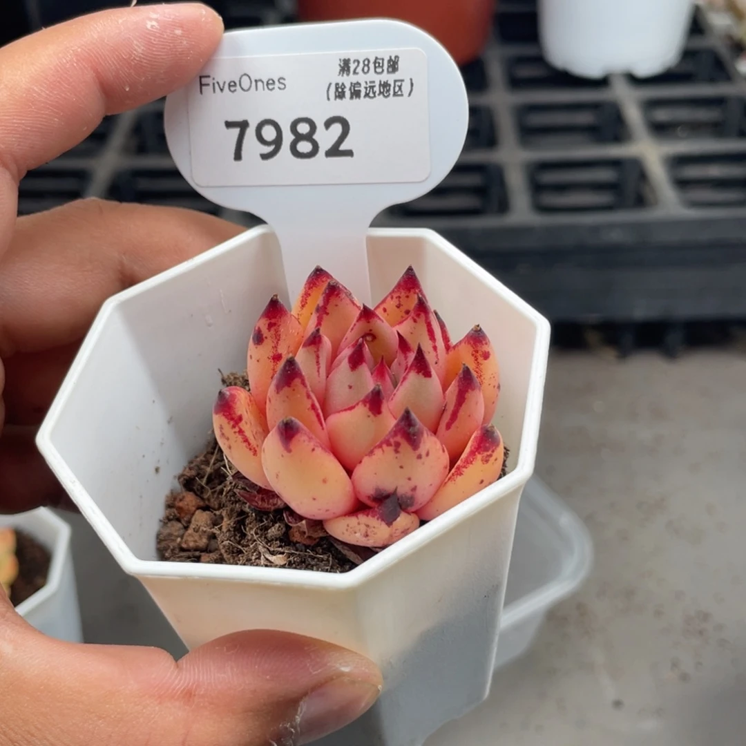 7982血罗4.0厘米