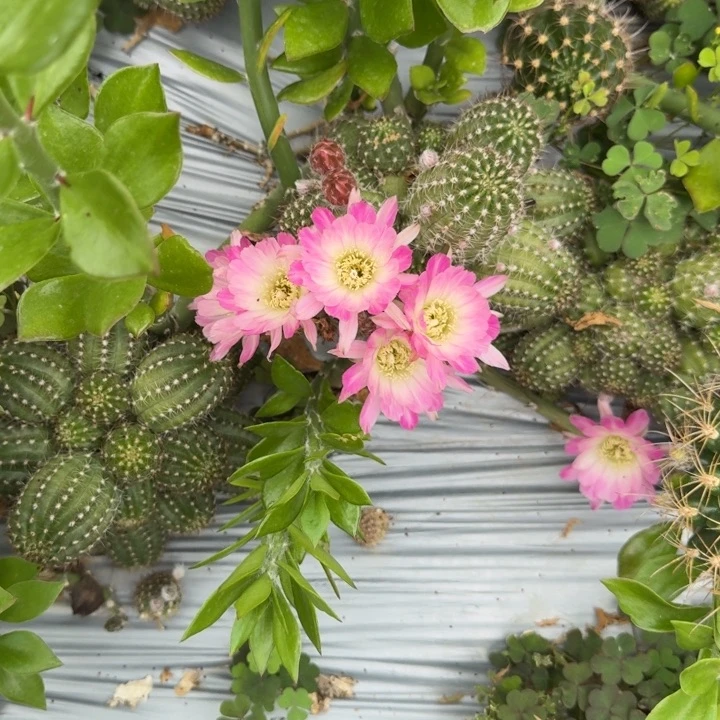 矮胖白檀1017侧芽一个