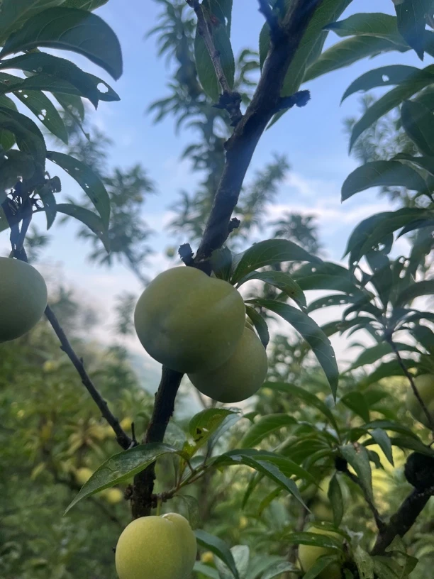 （老六）贵州现货5斤现摘青脆李新鲜水果空心李脱骨李贵州李李子