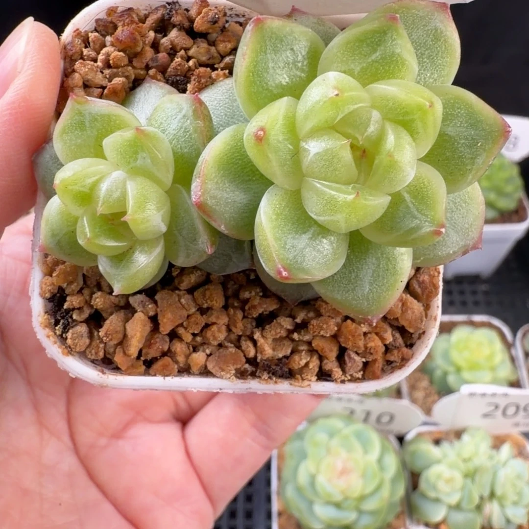 金玉瑶珍妮双头221号