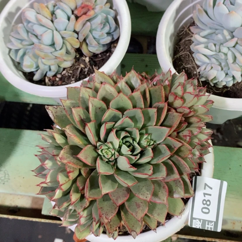 【闪购商品】麒麟座0817