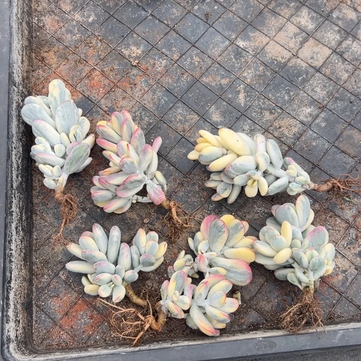 无花朵脱土福利超级性价比
