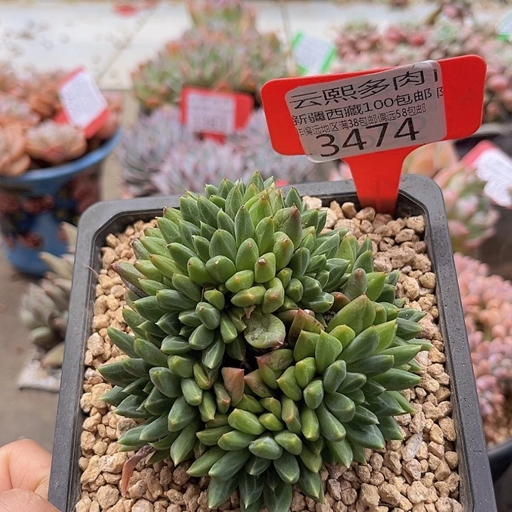3474甲骨文。