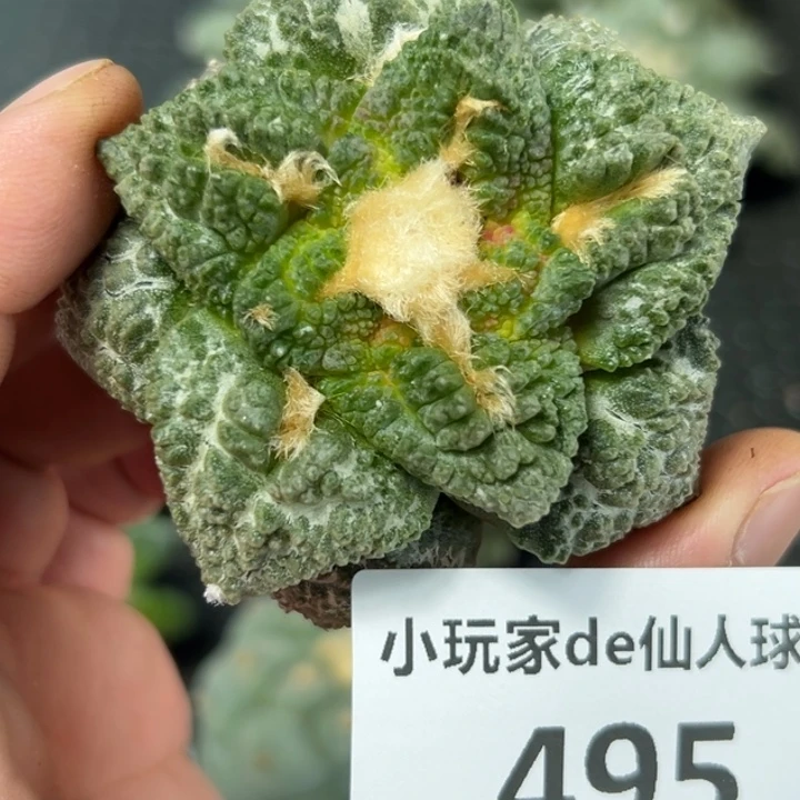 495仙人球的故事是