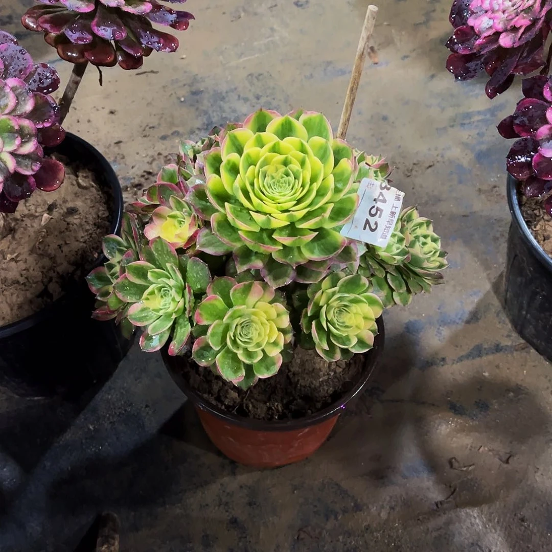 n****a多肉452海王法师