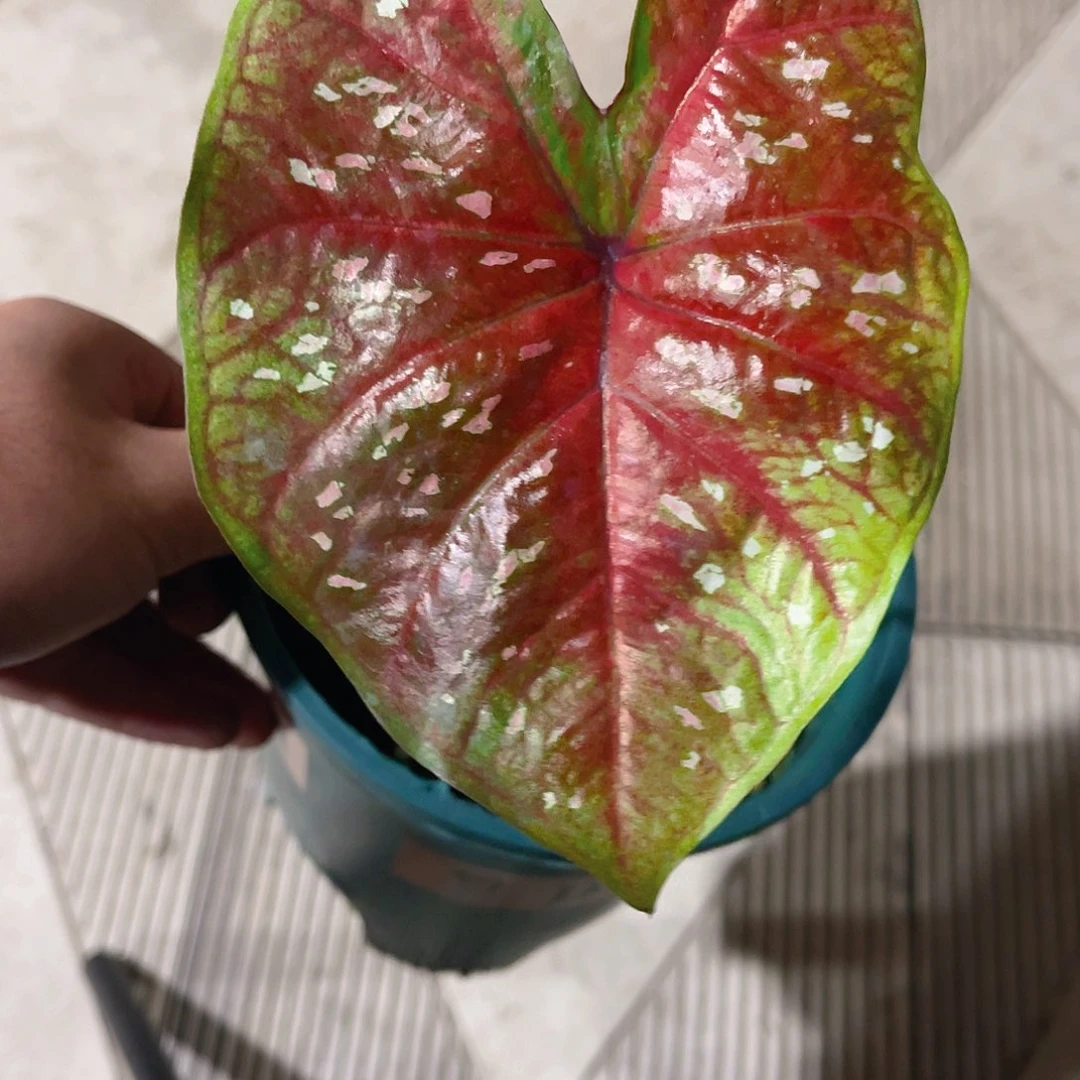 完全开放2949泰彩