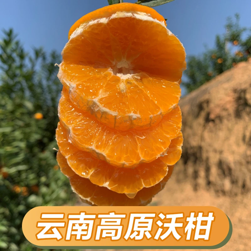 云南新鲜沃柑 果肉细腻多汁