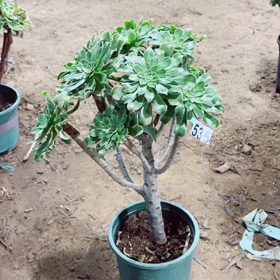 535绿法老桩法师