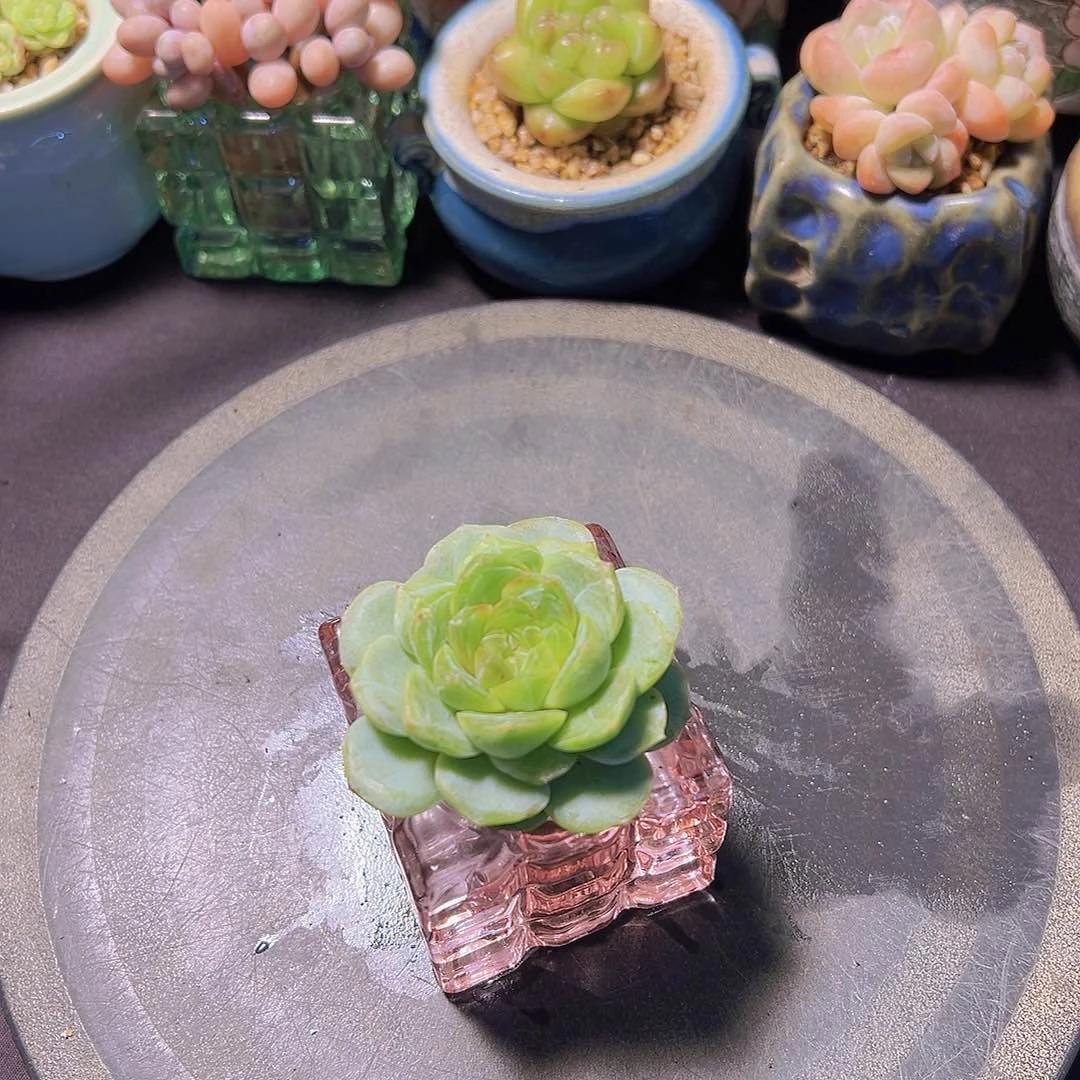 潇*妹新品，多肉植物，