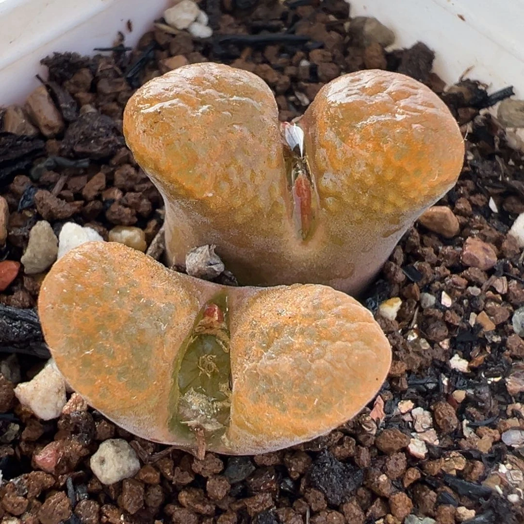 072多肉植物种类多样