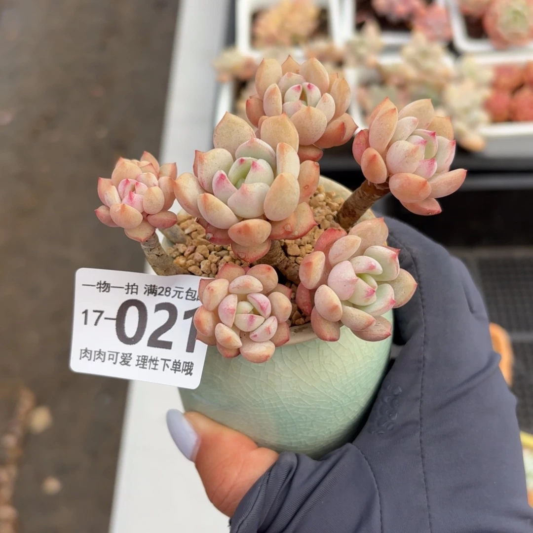蜜桃格林无盆土发货无盆土发货无