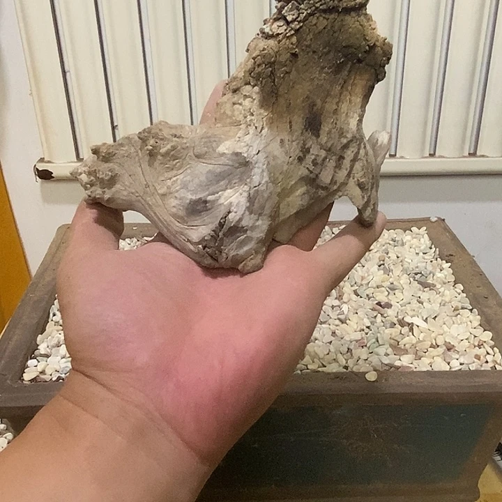 高***平柏木（崖柏）崖柏根雕天然艺术