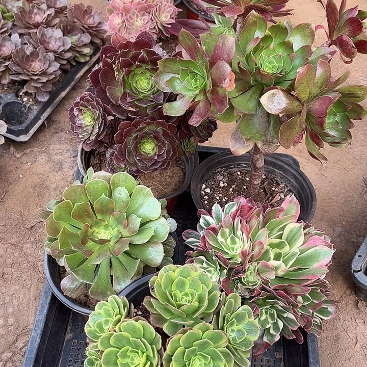 020多肉植物组合，