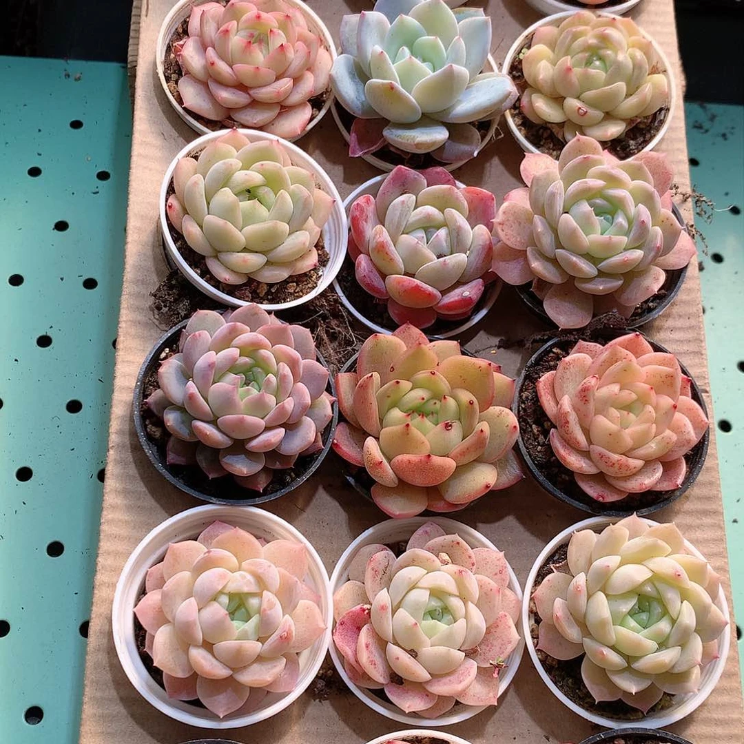 31-量拍品质保证带盆18颗19.9米