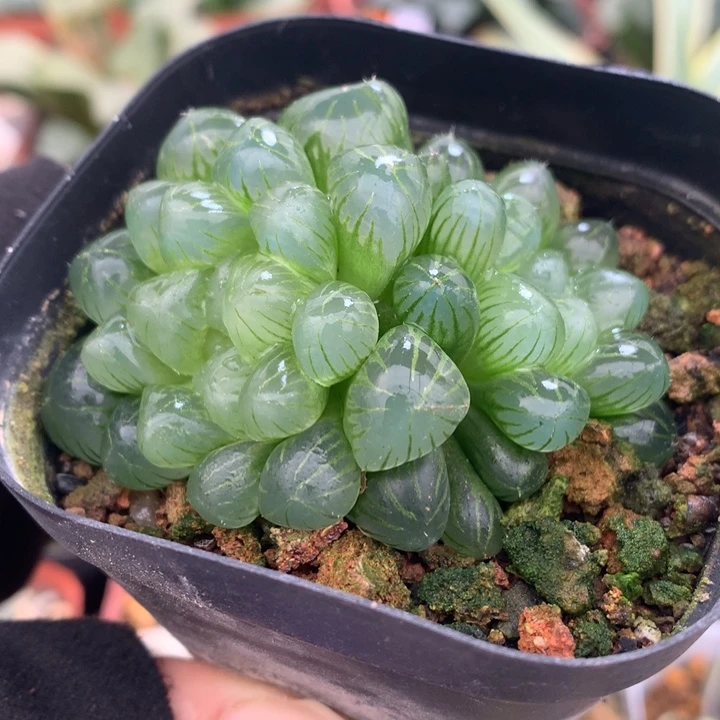 姬玉露，带盆发货了