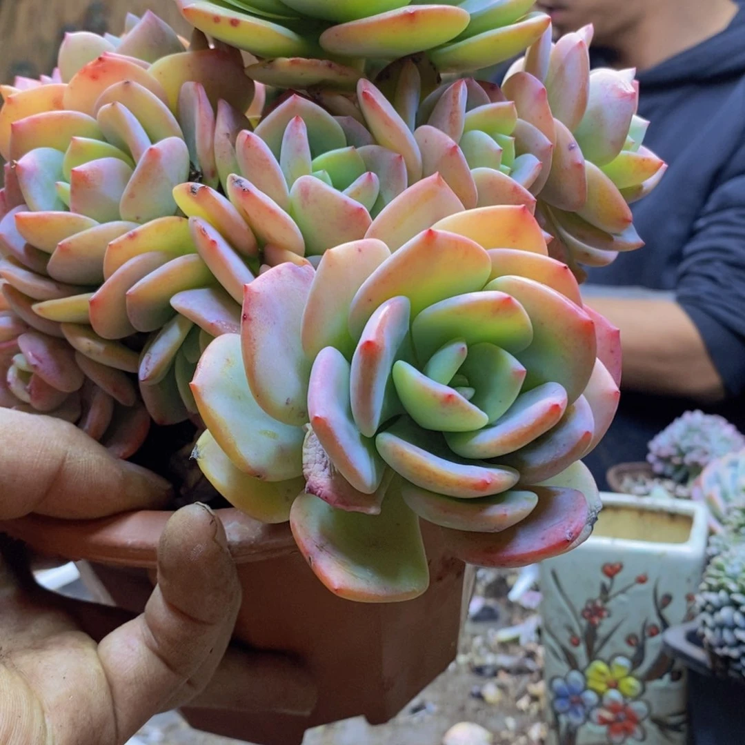 做****己D46号白月光老桩