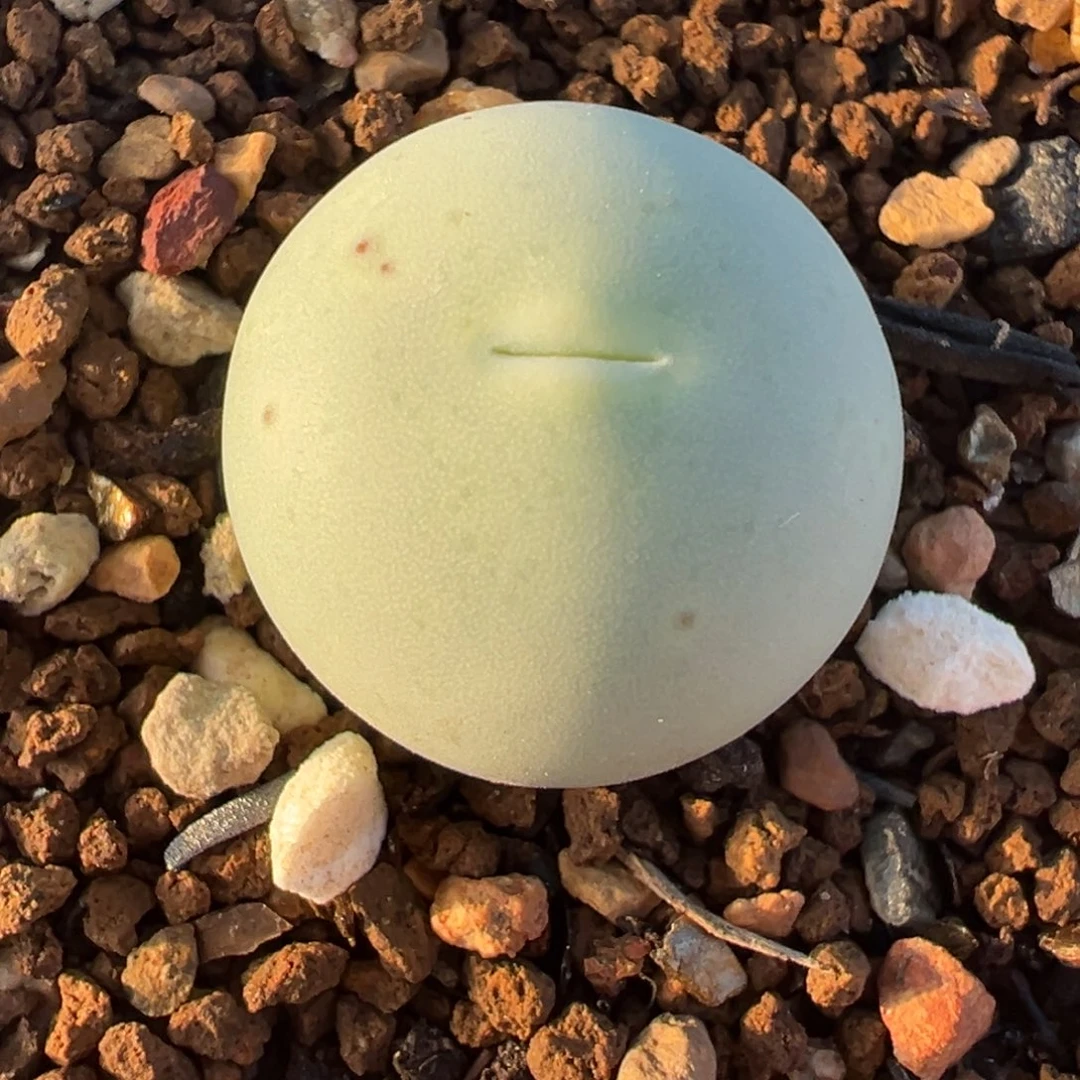 012多肉植物种类多样