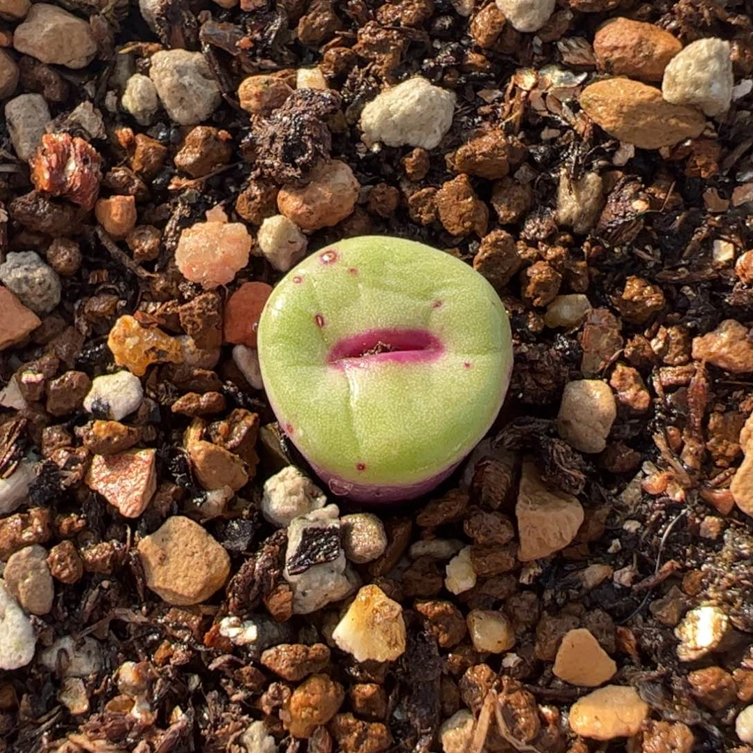 863多肉植物组合