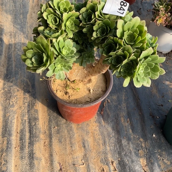 多肉绿杨蓉朵朵缀化847