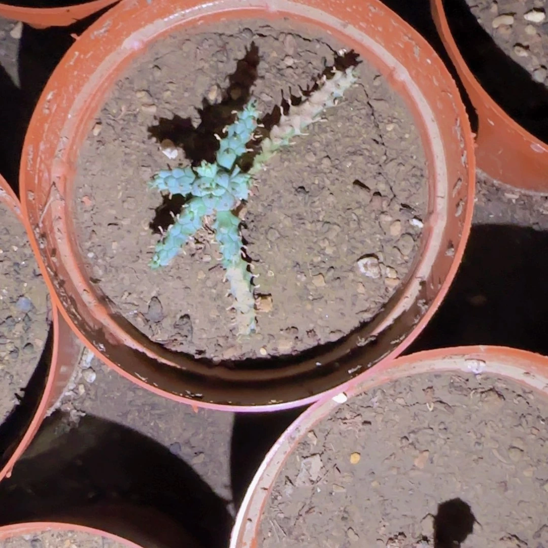 I***a块根植物块根植物块根