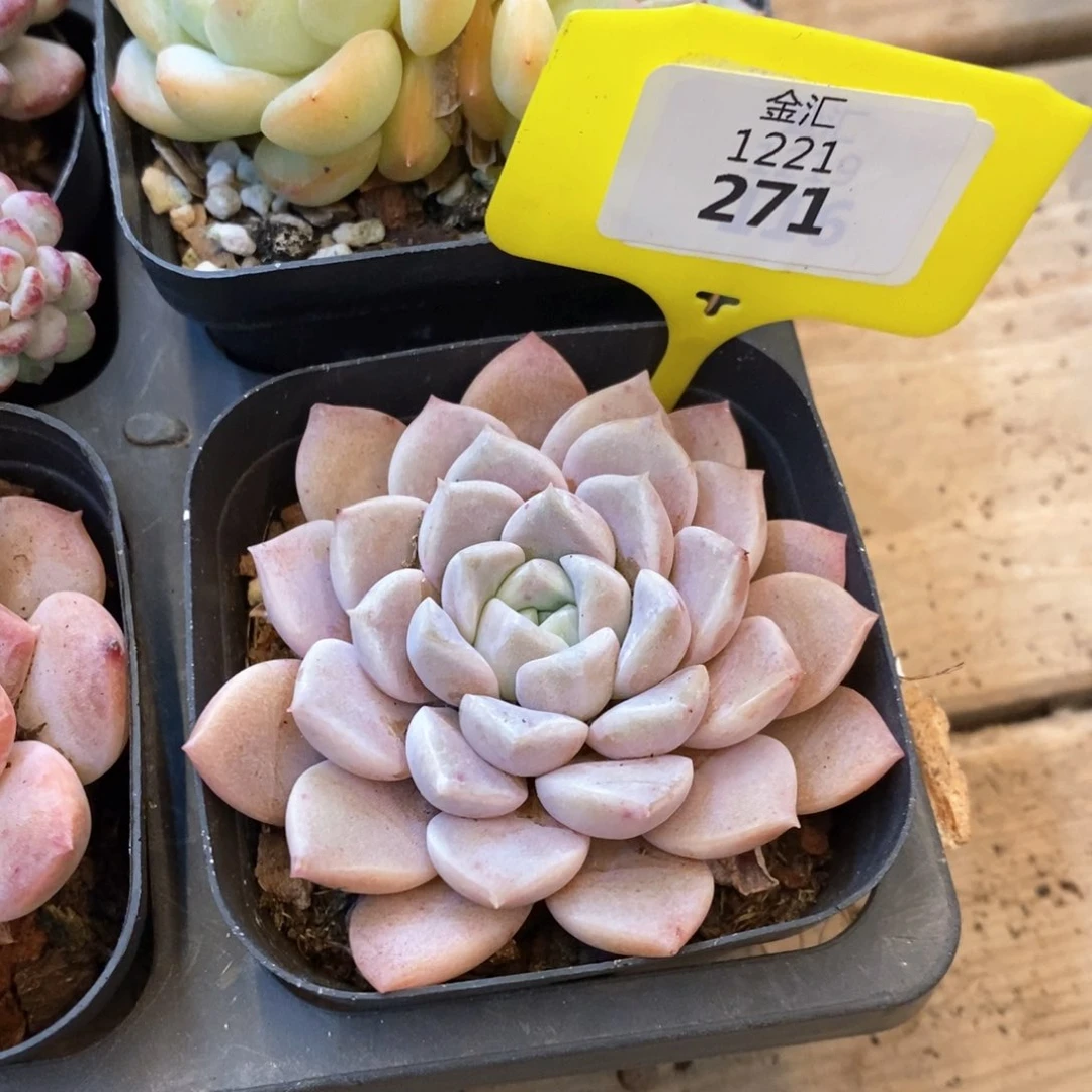 福利多多，1221271