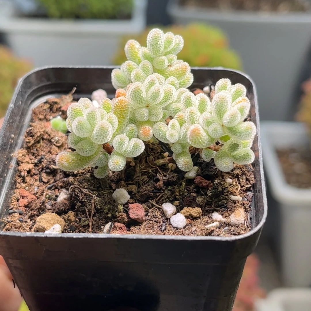 35实生冰晶优选枝干