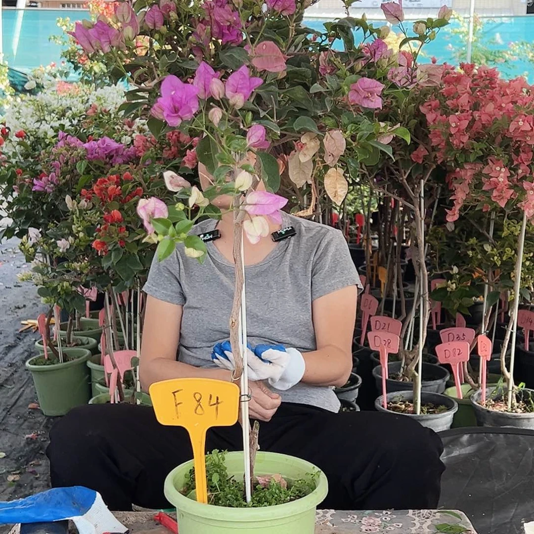 Z****大部分花苞少量开放F84雪紫