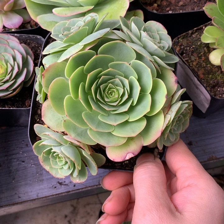 「***」一物一拍追光者166