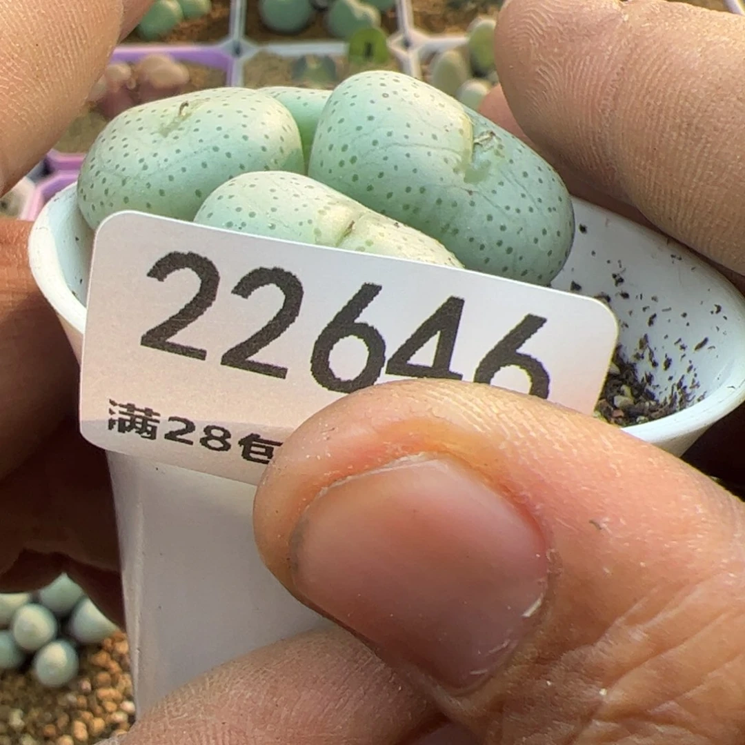 へ****?大家过年好22646