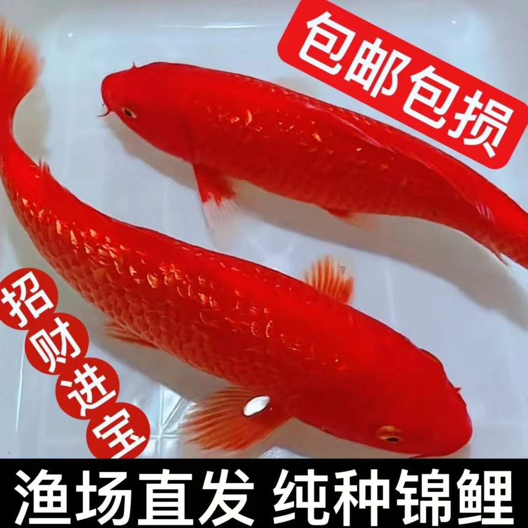 锦鲤活鱼纯红色火红火鲤闪麟火鲤鱼冷水观赏鱼红白三色纯种发财鱼