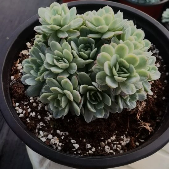 奶油贝瑞白覆轮锦