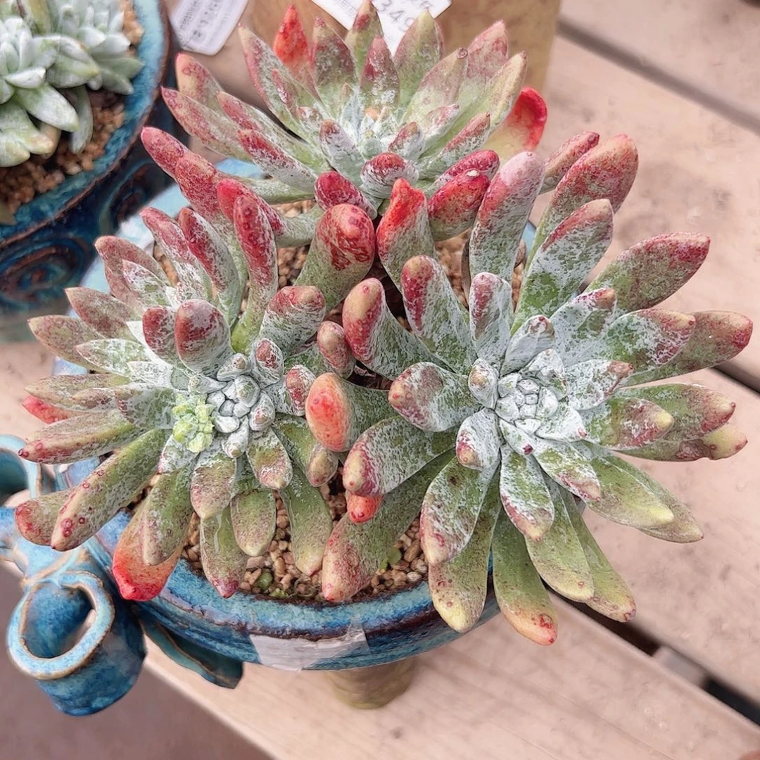 3369海瑟拇指仙女杯多肉