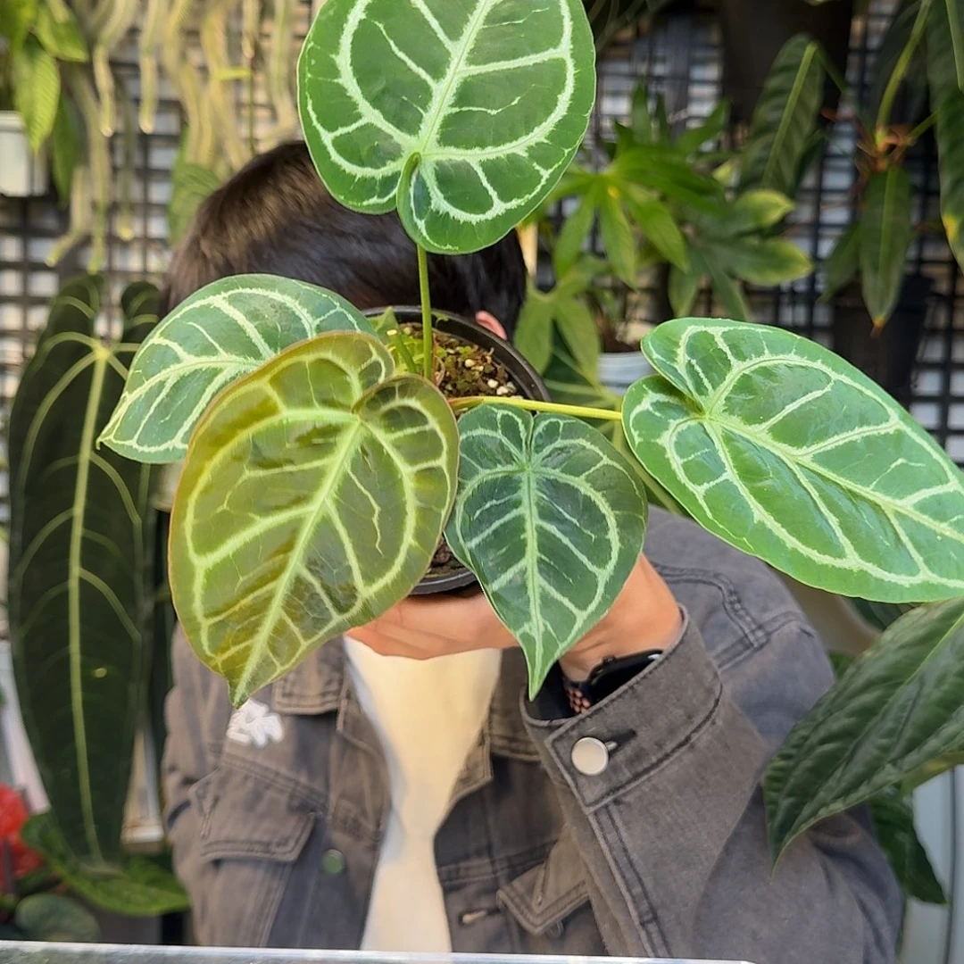 完全开放撕裂纹杂铜锣烧D138