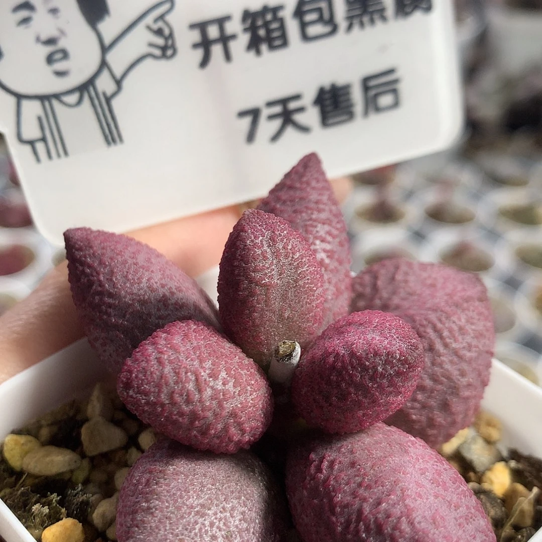 【138号】多肉水泡