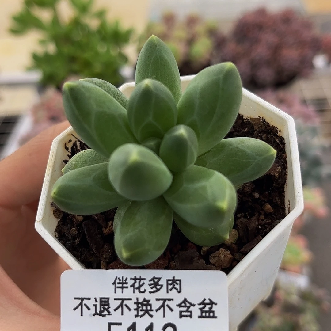 113-香蕉树多肉4cm