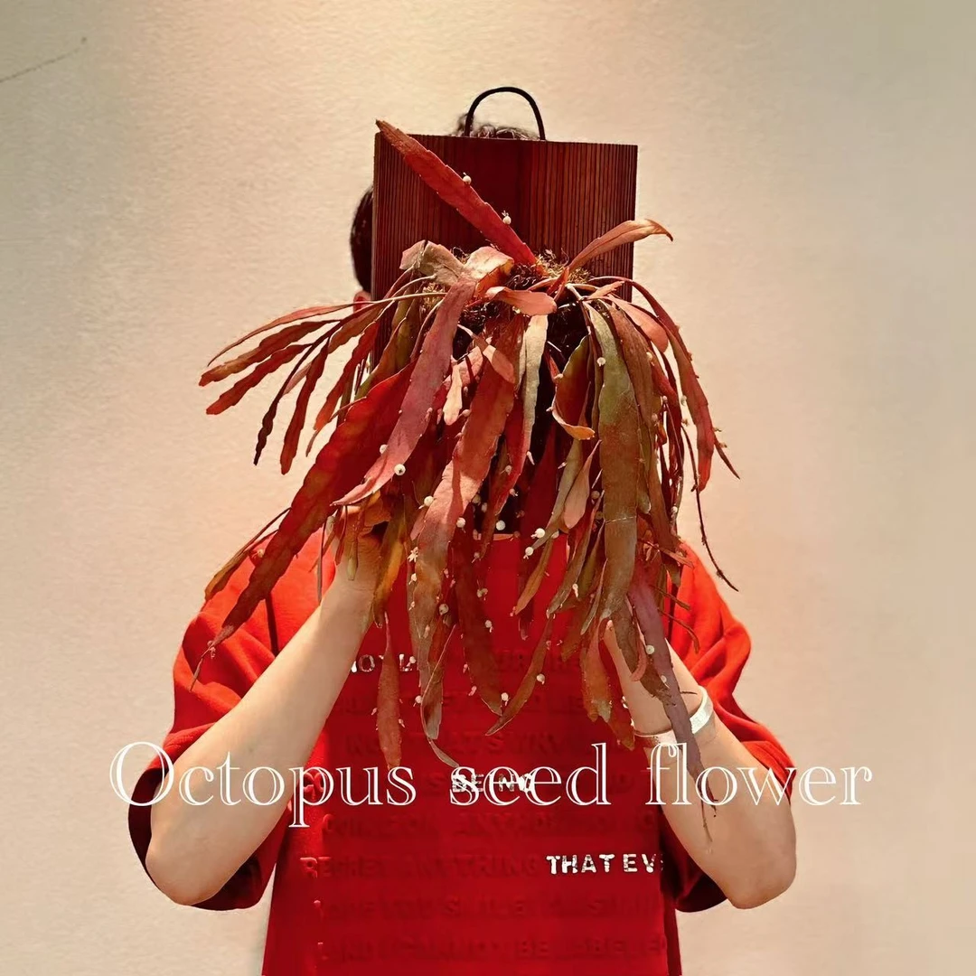 【挚简】红叶丝苇  室内室外阳台垂吊开花观叶稀有绿植盆栽