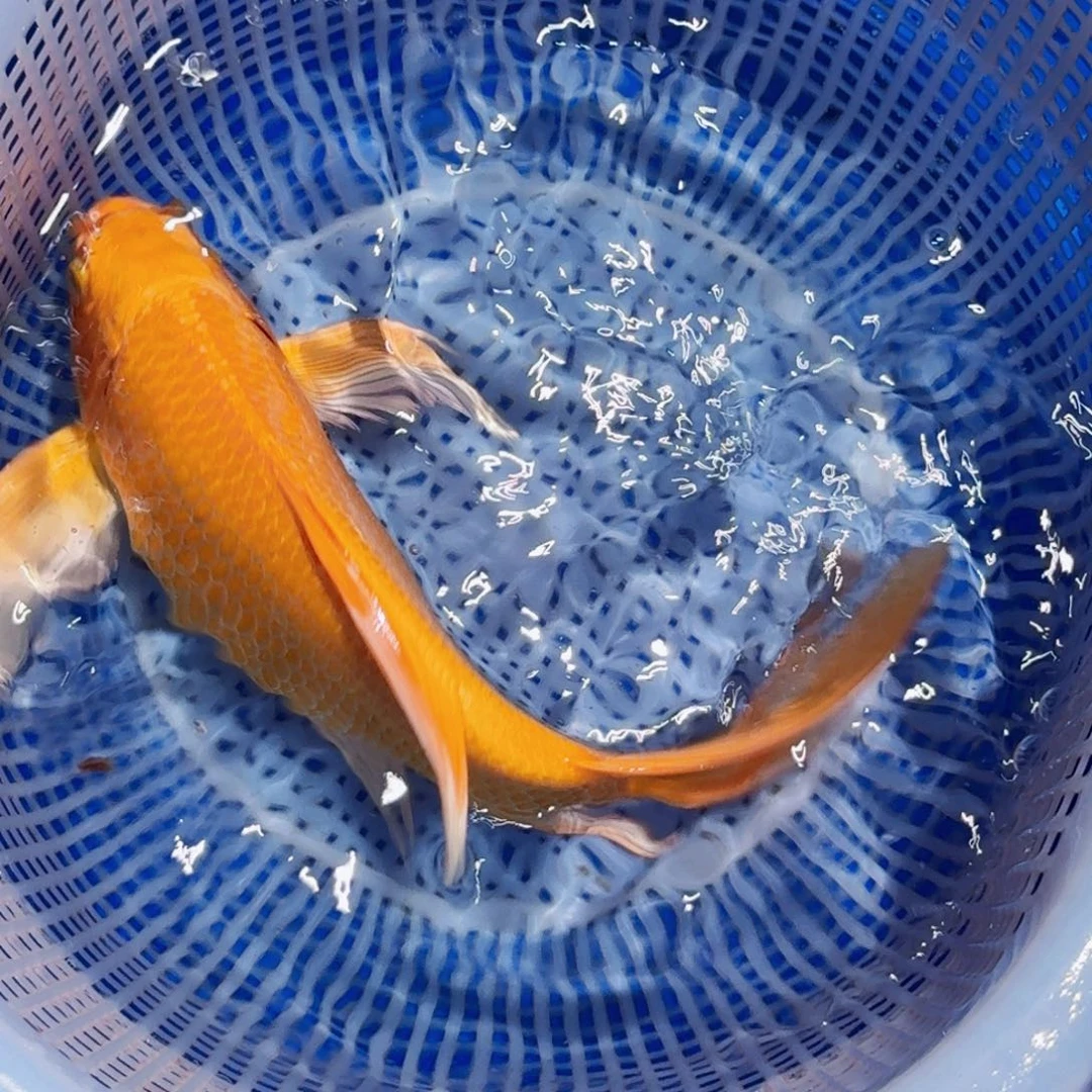 锦鲤精品甄选血统锦鲤