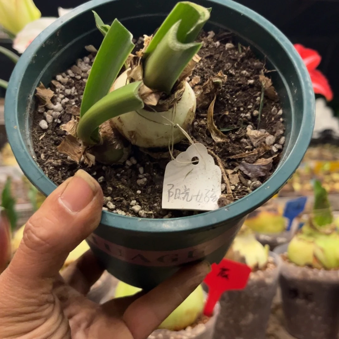 安***7阳光女孩朱顶红小坨