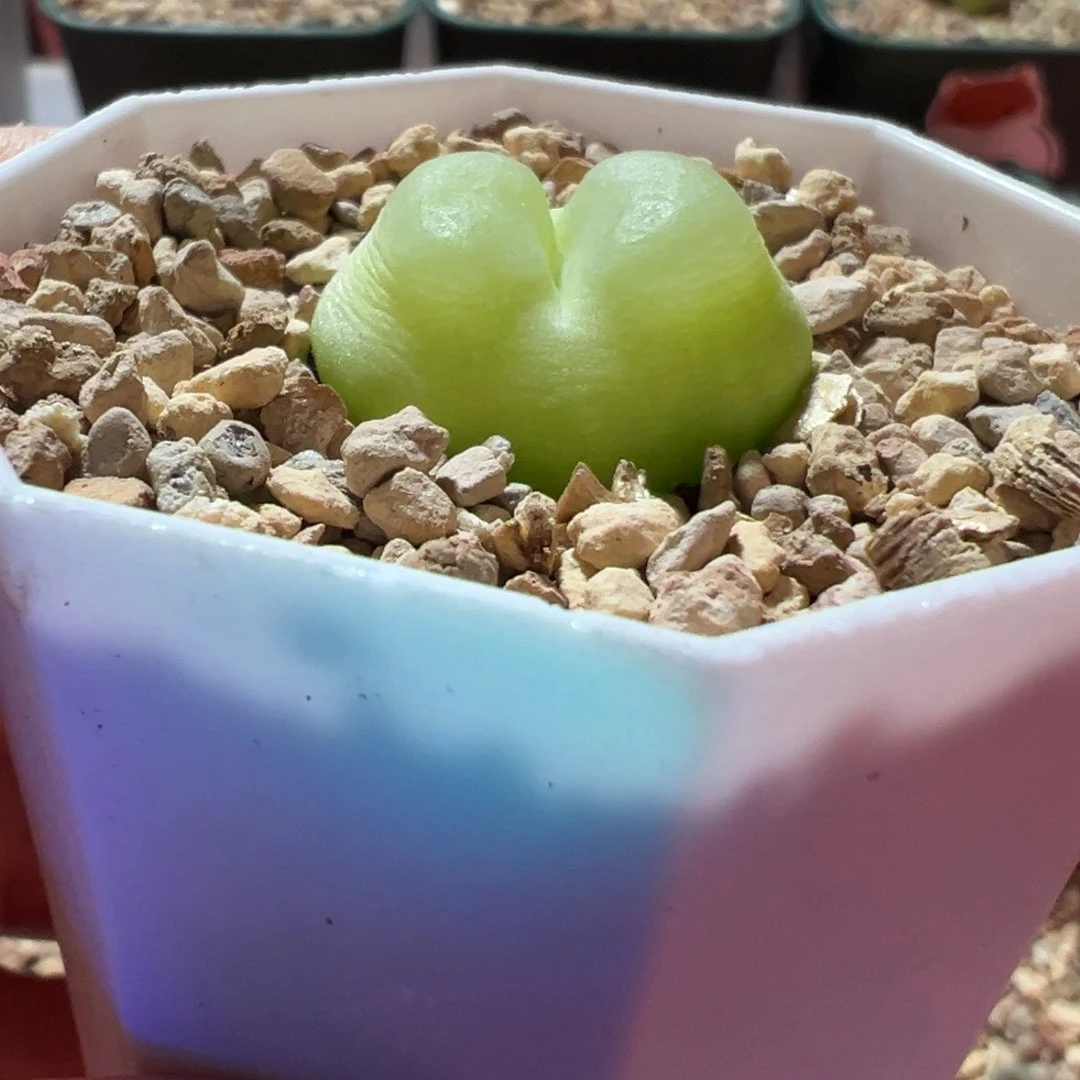 拉灯肉锥，带盆土发货