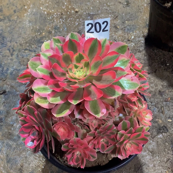 无花朵粉女202000000