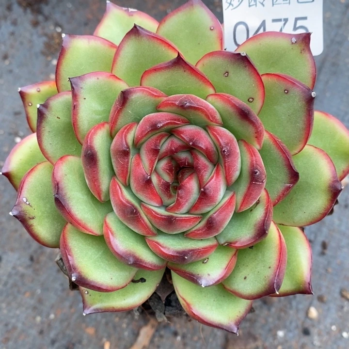 475杂交老桩基地～10厘米