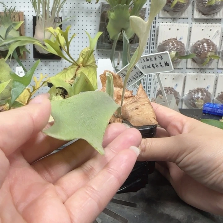 黄月鹿角蕨非常棒